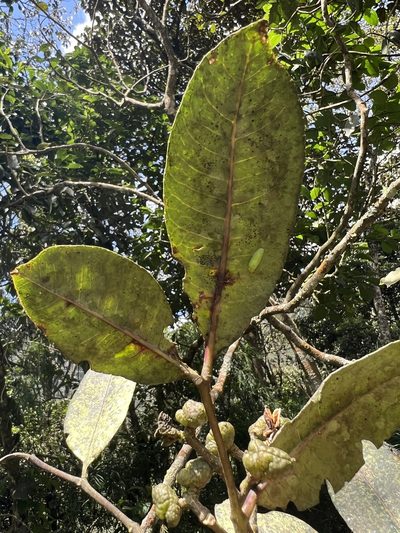 Zanthoxylum quinduense, photographed by Nicolás Baresch Uribe
