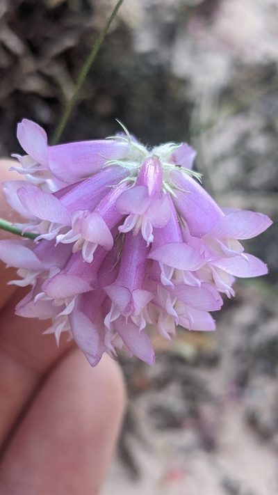 Trifolium kingii, photographed by Darrin Gobble