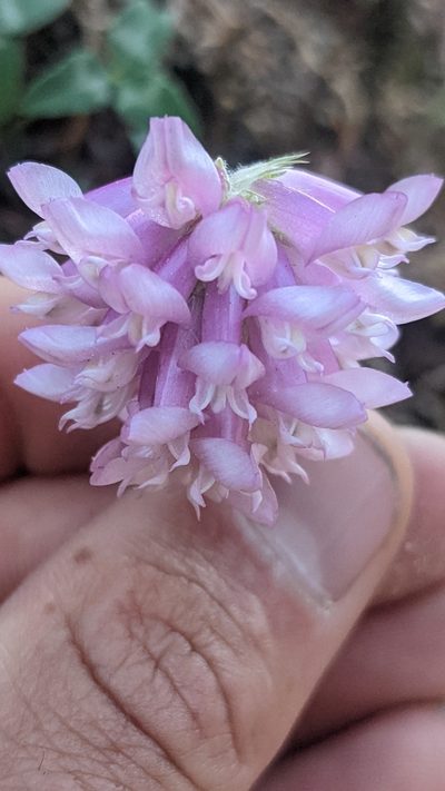 Trifolium kingii, photographed by Darrin Gobble