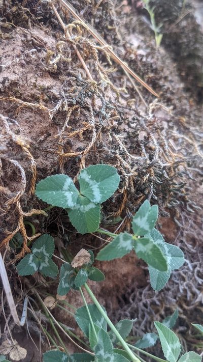Trifolium kingii, photographed by Darrin Gobble