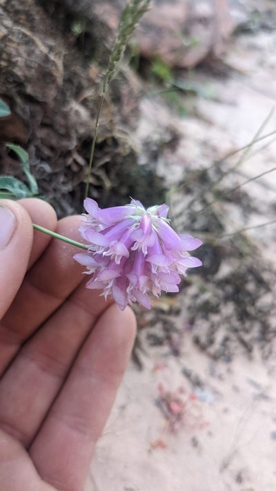 Trifolium kingii, photographed by Darrin Gobble