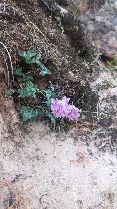 Trifolium kingii, photographed by Darrin Gobble