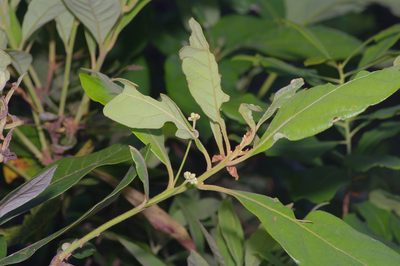 Persea palustris, photographed by Michelle W. （鍾偉瑋）