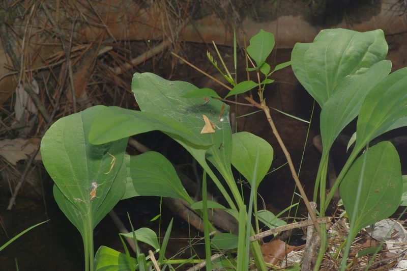 Arnoglossum ovatum, photographed by Michelle W. （鍾偉瑋）