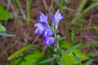 Scutellaria integrifolia, photographed by Michelle W. （鍾偉瑋）
