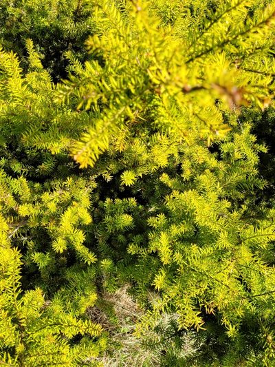 Podocarpus acutifolius, photographed by Logan Lucas