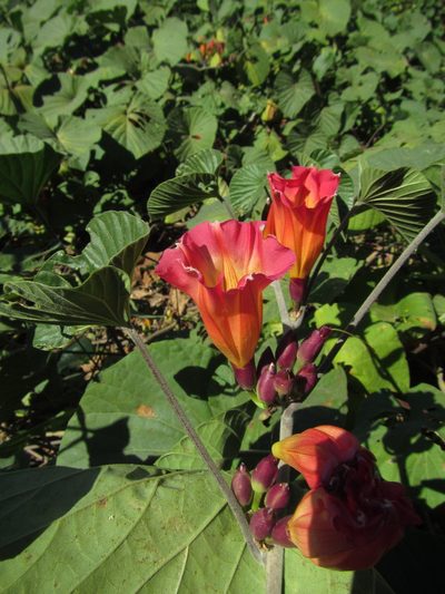 Stictocardia beraviensis, photographed by Robert Taylor