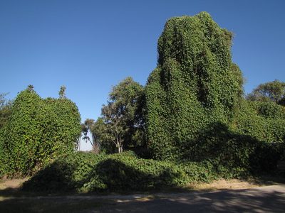 Stictocardia beraviensis, photographed by Robert Taylor