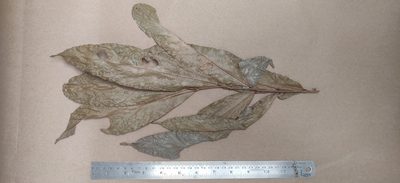 Dysoxylum gotadhora, photographed by T R Shankar Raman