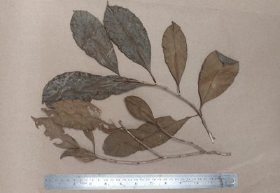 Chionanthus mala-elengi, photographed by T R Shankar Raman