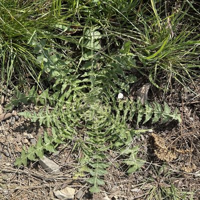 Sisymbrium altissimum, photographed by Daryl Nolan