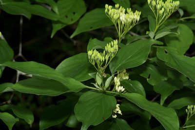 Cornus drummondii, photographed by Michelle W. （鍾偉瑋）
