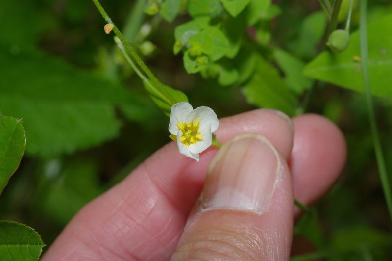 Physaria pallida, photographed by Michelle W. （鍾偉瑋）