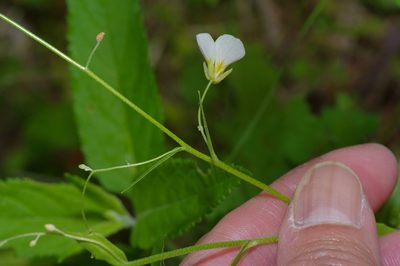 Physaria pallida, photographed by Michelle W. （鍾偉瑋）