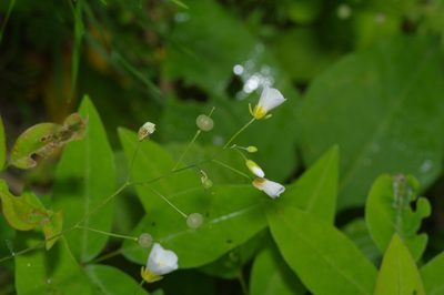 Physaria pallida, photographed by Michelle W. （鍾偉瑋）