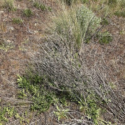 Chondrilla juncea, photographed by Daryl Nolan
