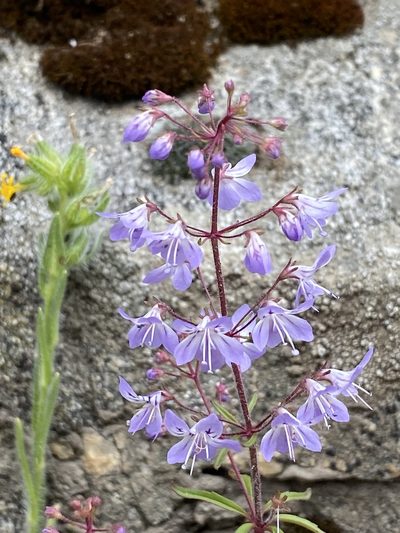 Tonella floribunda, photographed by marek