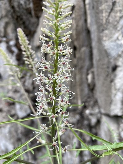 Thelypodium laciniatum, photographed by marek