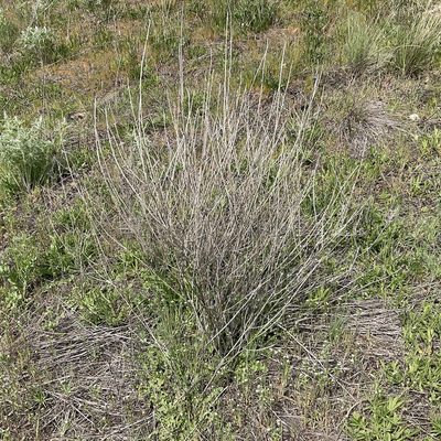 Chondrilla juncea, photographed by Daryl Nolan