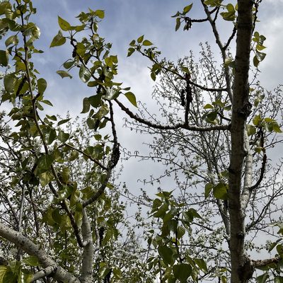 Populus trichocarpa, photographed by Daryl Nolan