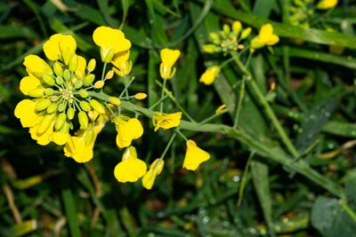 Brassica napus, photographed by Andrew Skotnicki