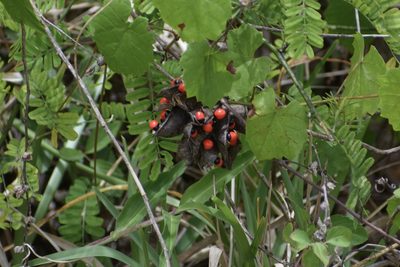 Abrus precatorius, photographed by Neli Kanonerova