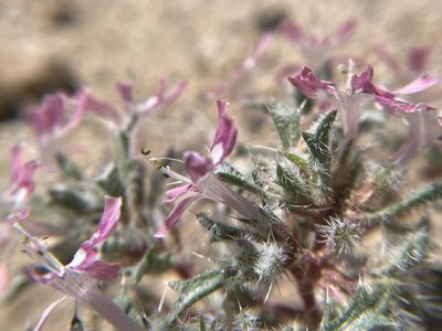 Loeseliastrum matthewsii, photographed by Amelia Tauber