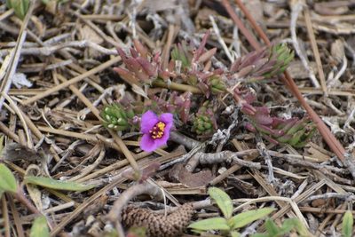 Portulaca pilosa, photographed by Neli Kanonerova