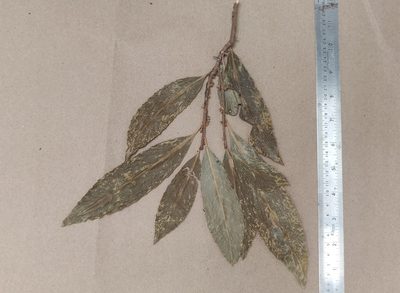 Agrostistachys indica, photographed by T R Shankar Raman