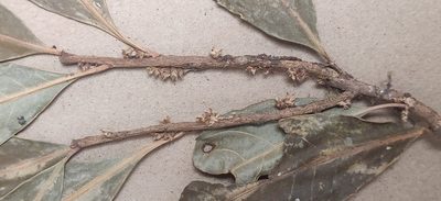 Agrostistachys indica, photographed by T R Shankar Raman