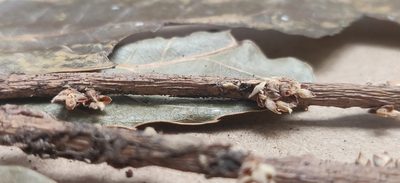 Agrostistachys indica, photographed by T R Shankar Raman