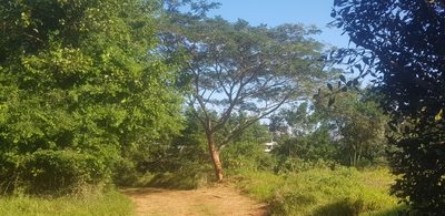 Albizia adianthifolia, photographed by Suvarna Parbhoo Mohan