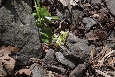 Orchis pallens, photographed by Felicia Seichter