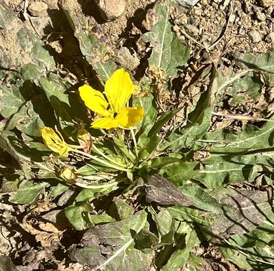 Taraxia ovata, photographed by Chuck Wilson
