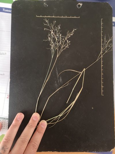 Tricholaena monachne, photographed by Ricus Nel