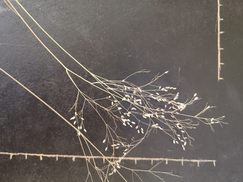 Tricholaena monachne, photographed by Ricus Nel