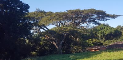 Albizia adianthifolia, photographed by Suvarna Parbhoo Mohan