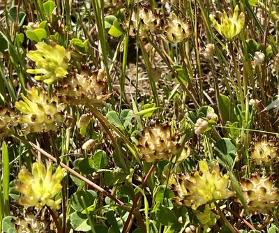 Trifolium fucatum, photographed by Chuck Wilson