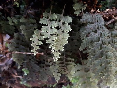Hymenophyllum frankliniae, photographed by Penelope Noel Gillette