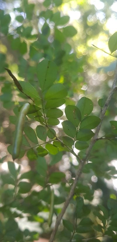 Indigofera sylvicola, photographed by Suvarna Parbhoo Mohan