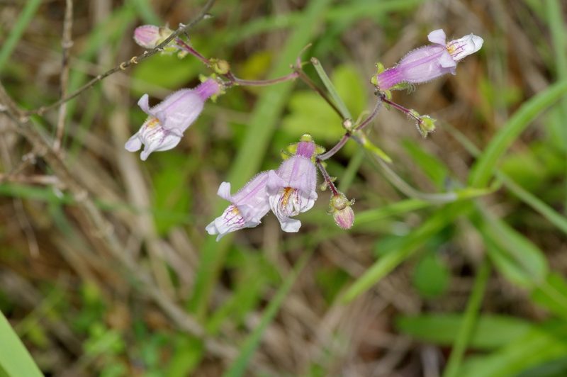 Penstemon laxiflorus, photographed by Michelle W. （鍾偉瑋）