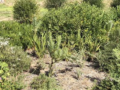 Leucadendron argenteum, photographed by Caroline Voget