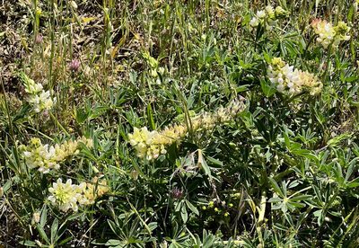 Lupinus microcarpus, photographed by Chuck Wilson