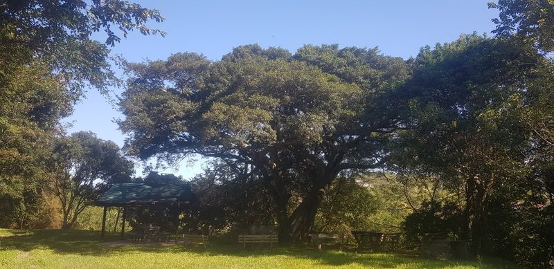 Ficus natalensis, photographed by Suvarna Parbhoo Mohan