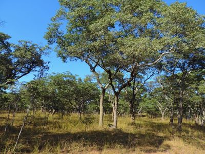 Brachystegia spiciformis, photographed by i_c_riddell