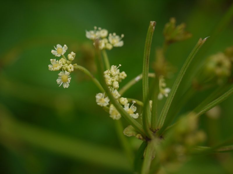 Tetrataenium grande, photographed by Dinesh Valke
