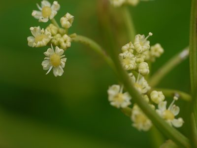 Tetrataenium grande, photographed by Dinesh Valke