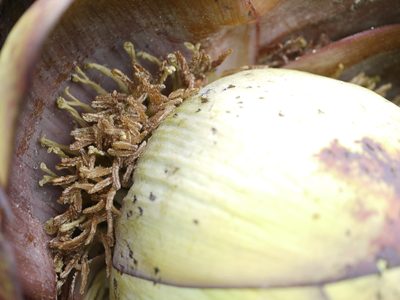 Ensete superbum, photographed by Dinesh Valke
