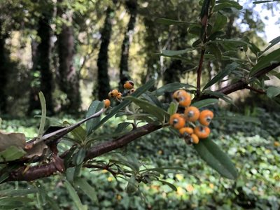 Pyracantha angustifolia, photographed by Caroline Voget