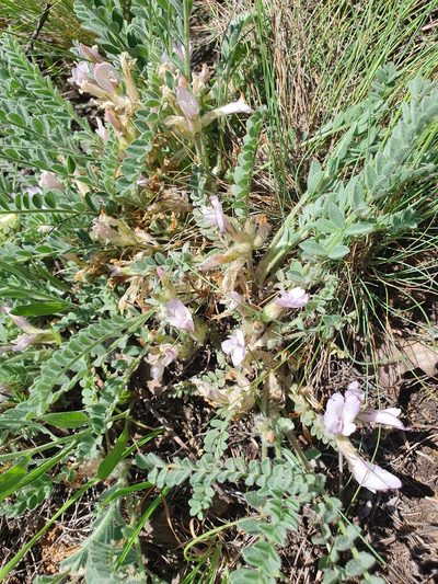 Astragalus sareptanus, photographed by Анна Митрошенкова